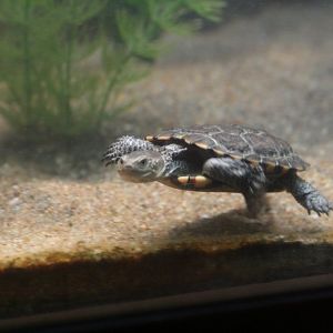 Western Swamp Turtle