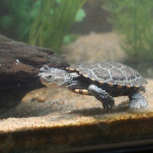 Western Swamp Turtle
