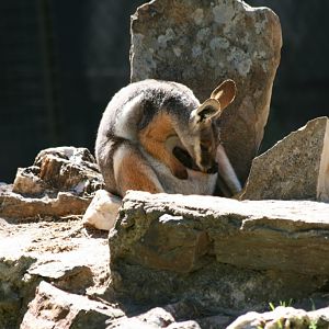 Yellow-footed Rock Wallaby