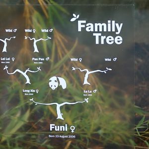 Funi's Family Tree