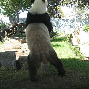 Wang Wang standing