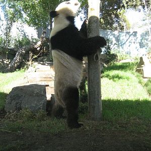 Wang Wang standing by a tree