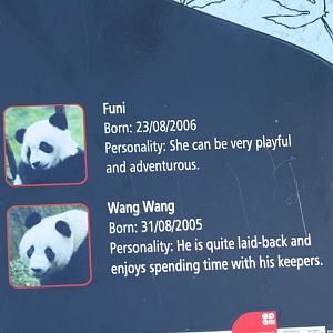 Panda personalities