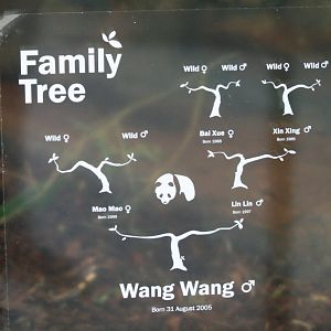 Wang Wang's Family Tree