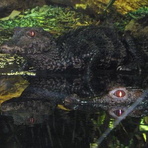 Spectacled Caiman at Blue Planet Aquarium 20/3/10