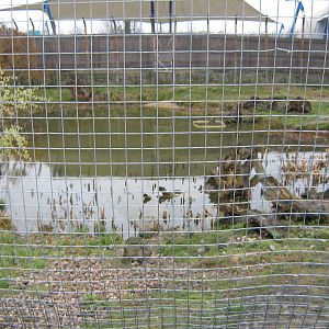 Canadian Otter exibit at Blue Planet Aquarium 20/3/10