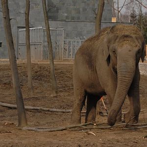 Asian elephants in the new, big exhibit