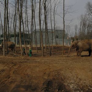 Asian elephants in the new, big exhibit