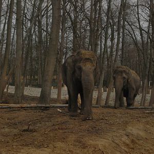Asian elephants in the new, big exhibit