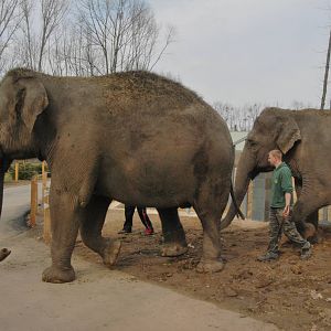 Elephant walking
