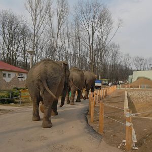 Elephant walking