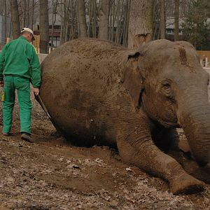 Asian elephant training