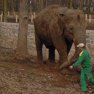 Asian elephant training