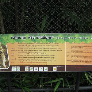 signage for Pileated Gibbon