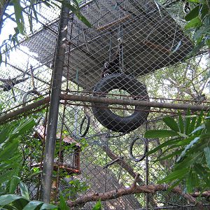 white-handed gibbon enclosure