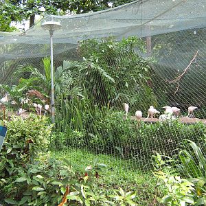flamingo aviary