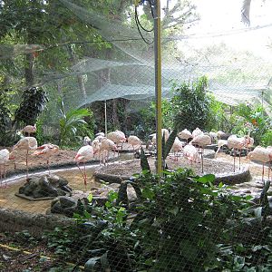 flamingo aviary