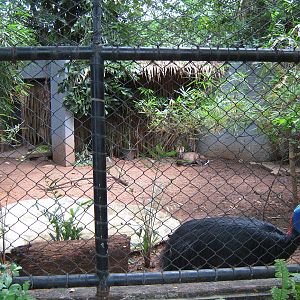 cassowary (and muntjac!) enclosure
