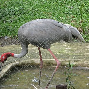 sarus crane (Grus antigone sharpii)