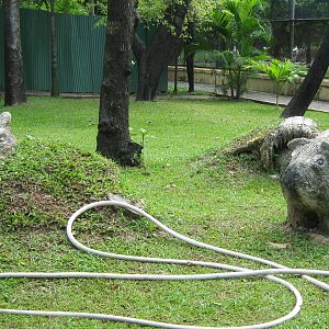 wombat statues in the Australian area