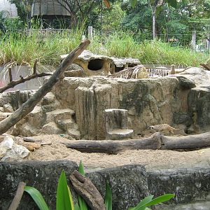 meerkat exhibit