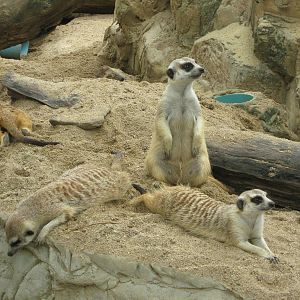 meerkats