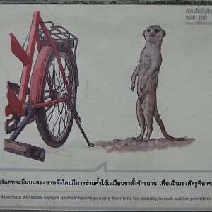part of the meerkat signage