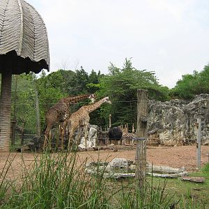African plains exhibit