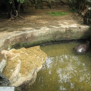 pigmy hippo enclosure