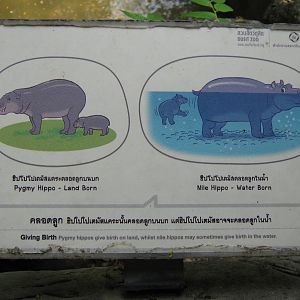 pigmy hippo signage
