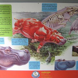 common hippo signage
