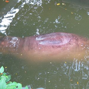 common hippo