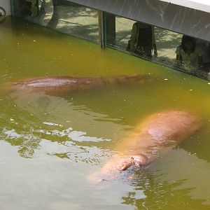 common hippos