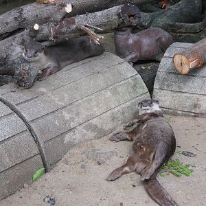 smooth-coated otters