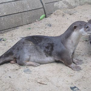 smooth-coated otters