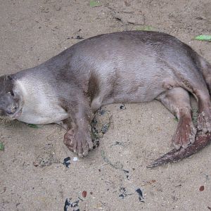 smooth-coated otter