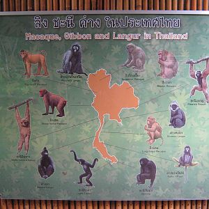 monkeys and gibbons of Thailand signage
