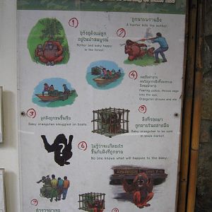 signage for Ouy the orang-utan