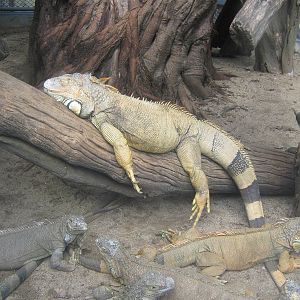 common iguanas