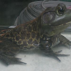 American bullfrog