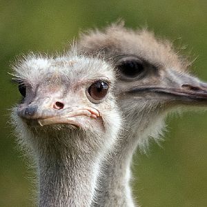 Ostrich
