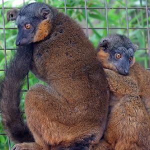 Collared Lemur