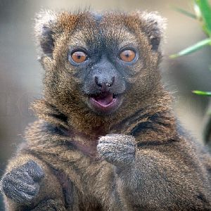 Greater Bamboo Lemur