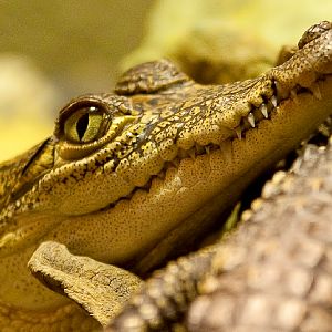 Mexican Crocodile Young