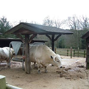 White Park Cattle at Tilgate Nature Centre 14/03/10