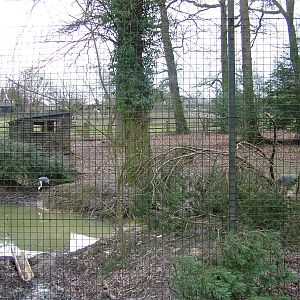 White-naped Crane exhibit at Tilgate Nature Centre 14/03/10