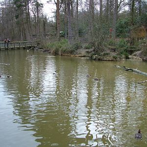 Waterfowl pool at Tilgate Nature Centre 14/03/10