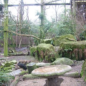 Waldrapp Ibis aviary at Tilgate Nature Centre 14/03/10