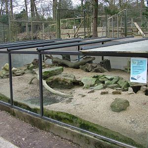 Degu exhibit at Tilgate Nature Centre 14/03/10