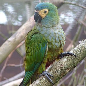 Red-bellied Macaw at Tilgate Nature Centre 14/03/10